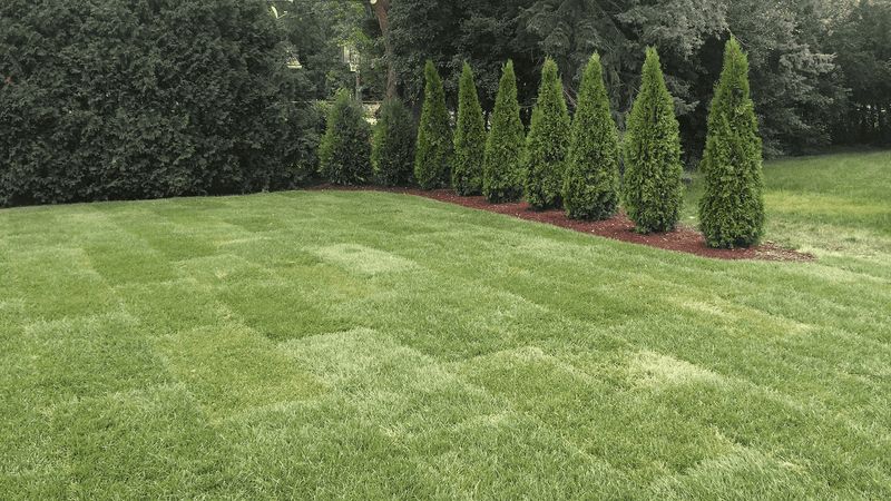 Sod & Seed