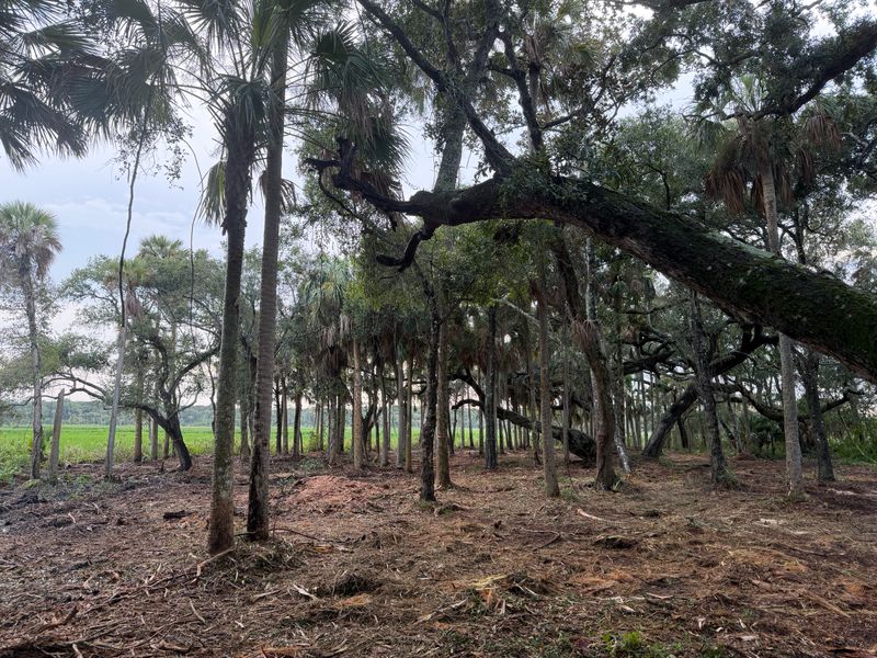 Land Clearing