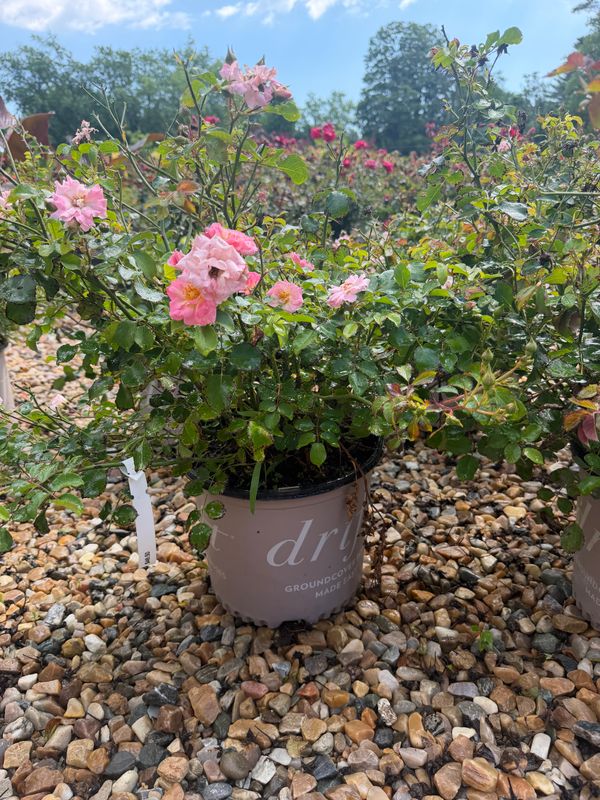 Garden Center