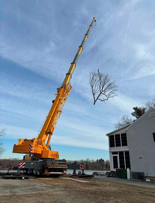 Tree Trimming