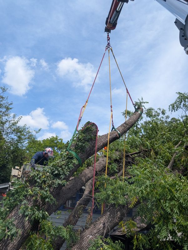 Tree Removal