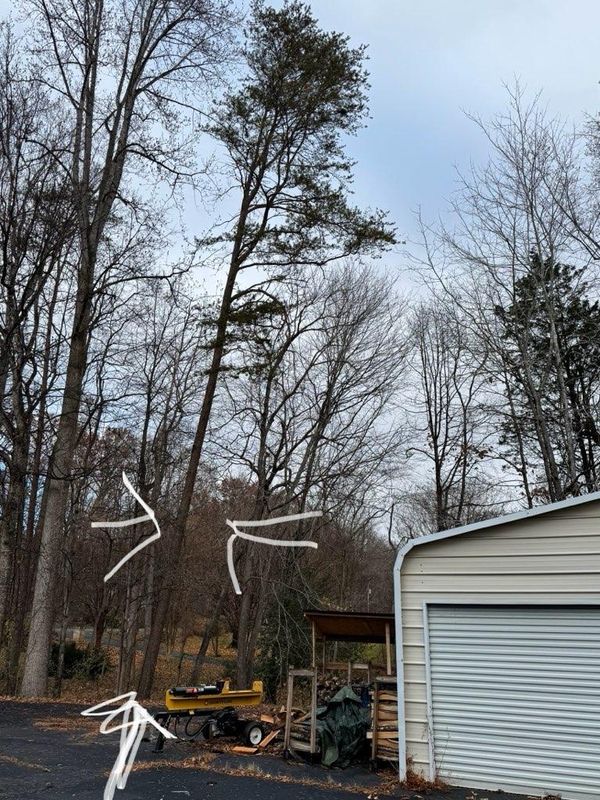 Tree Removal