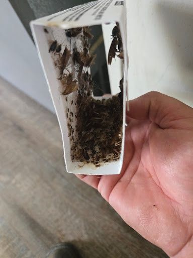 Cockroach Extermination