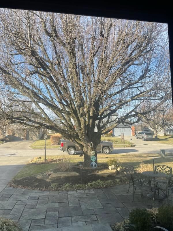 Tree Trimming