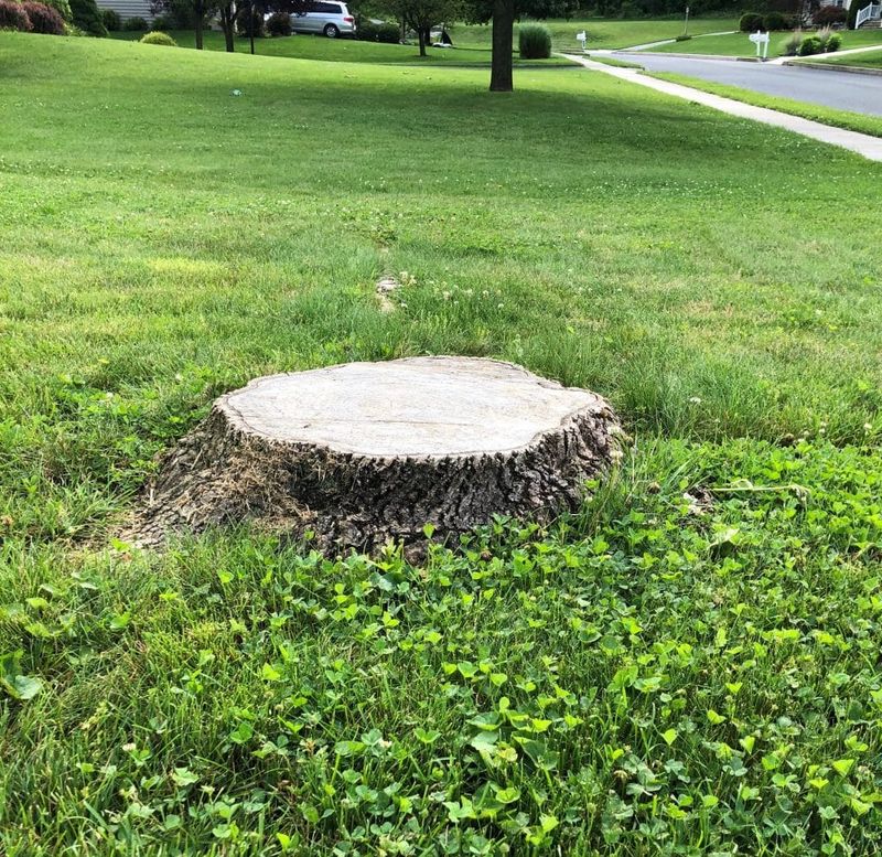 Tree Removal