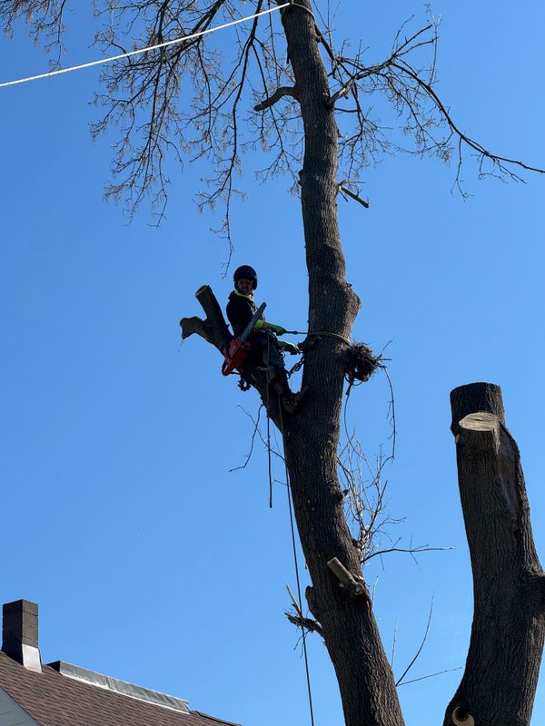 Tree Trimming
