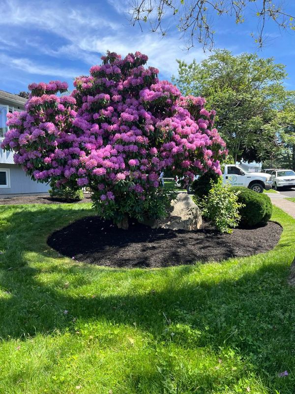 Mulch Installation