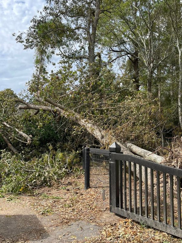 Tree Removal