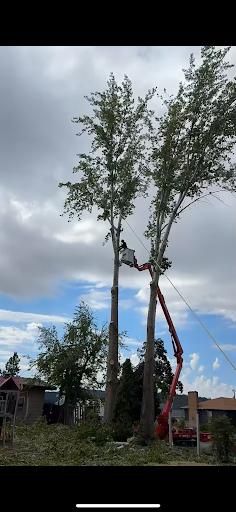 Tree Removal gallery