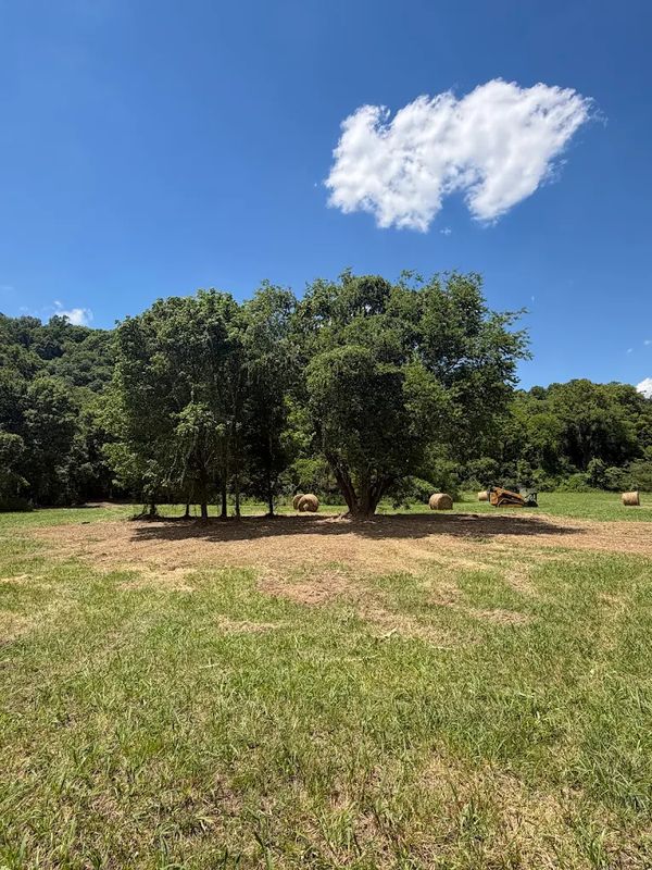 Lot Clearing