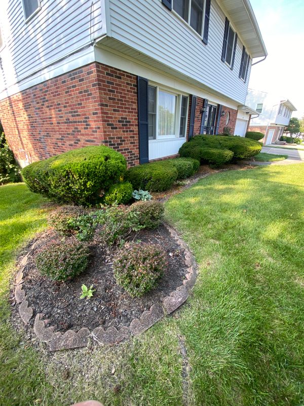 Shrub Trimming