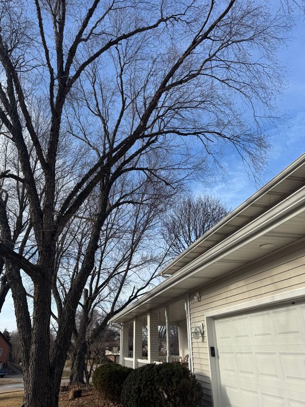 "Unparalleled Precision: Dittmer Tree Service Elevates Safety and Satisfaction in the Quad Cities"