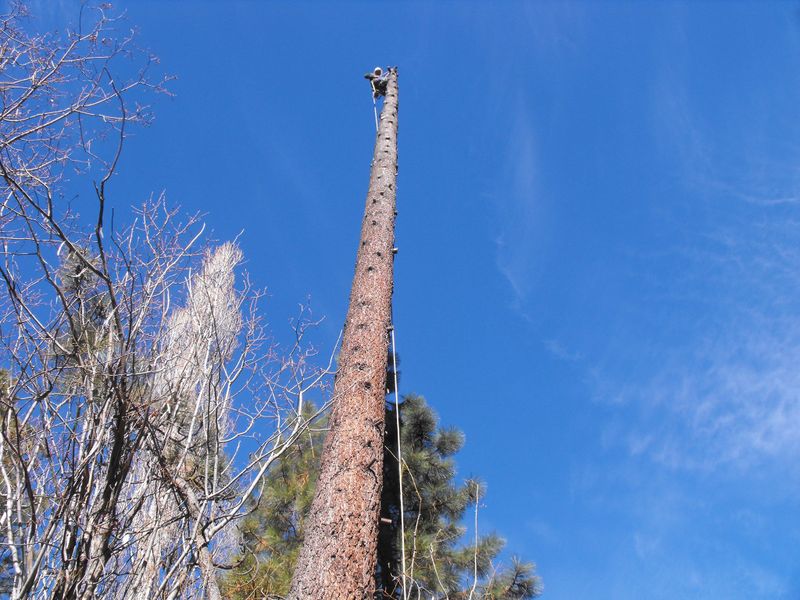 Tree Removal