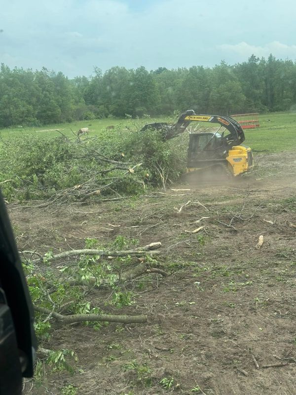 Tree Removal