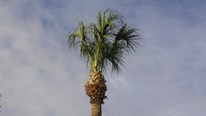 Palm Tree Trimming