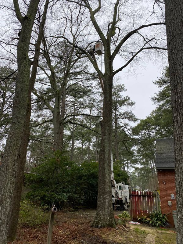 Tree Services