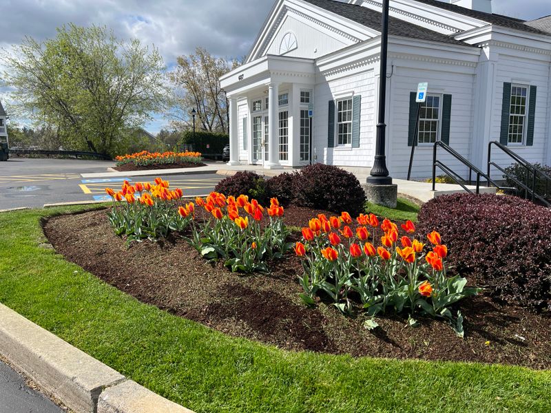 Lawn Maintenance