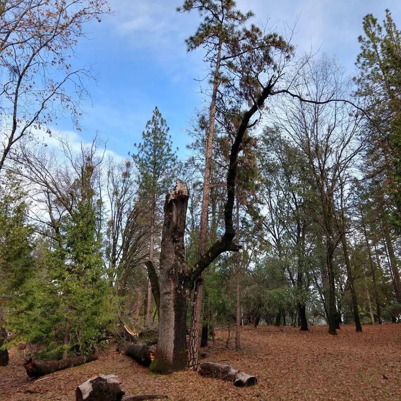 Tree and Vegetation Removal