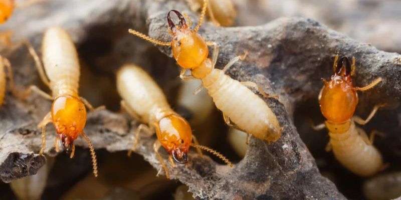 Termite Inspection & Treatment