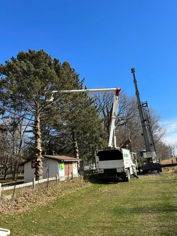 Tree Removal gallery