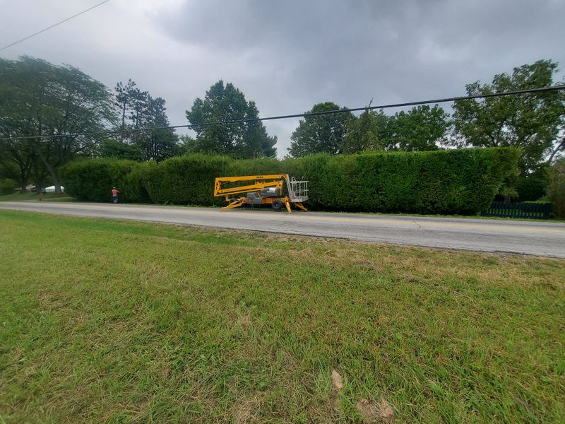 Tree & Shrub Care