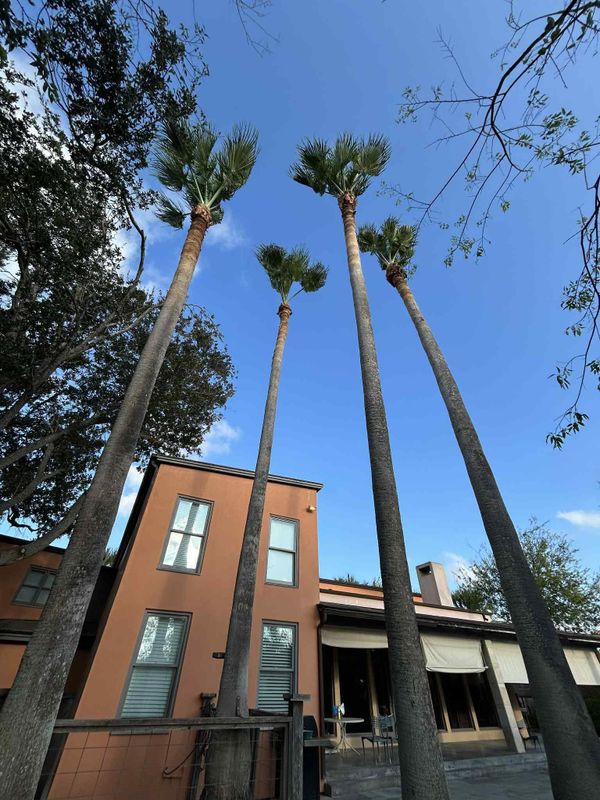 Tree Services