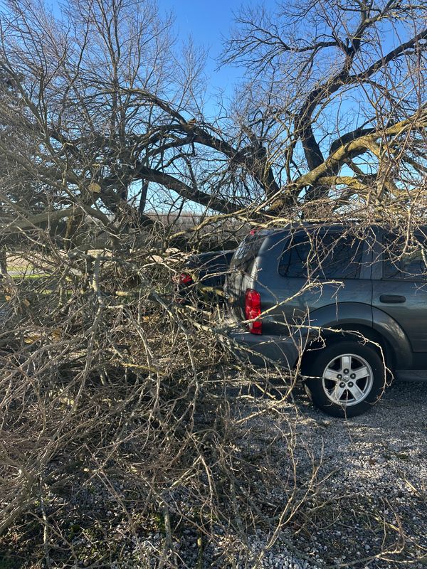 Tree Removal