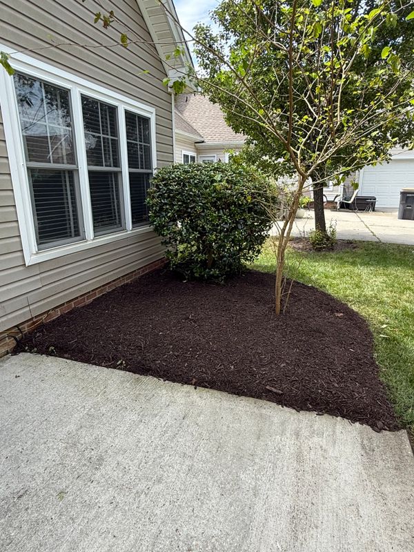 Tree & Shrub Care