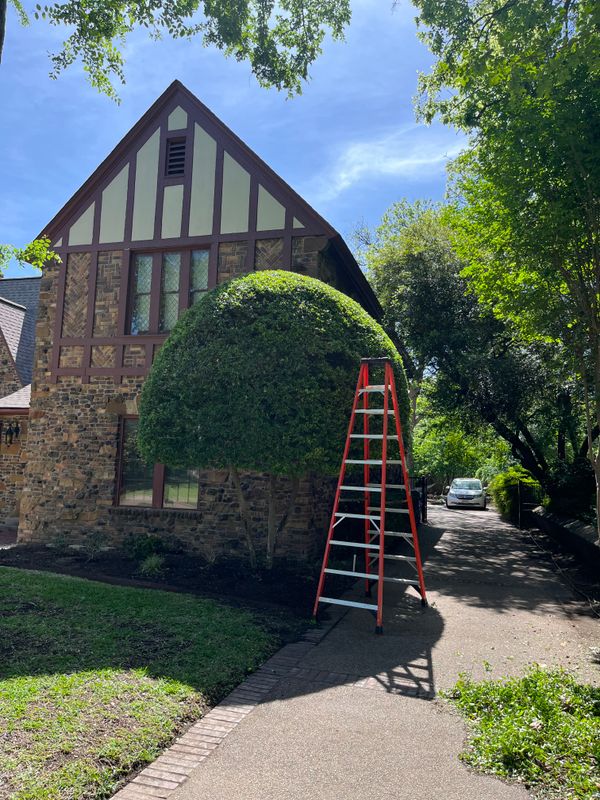 Shrub Trimming