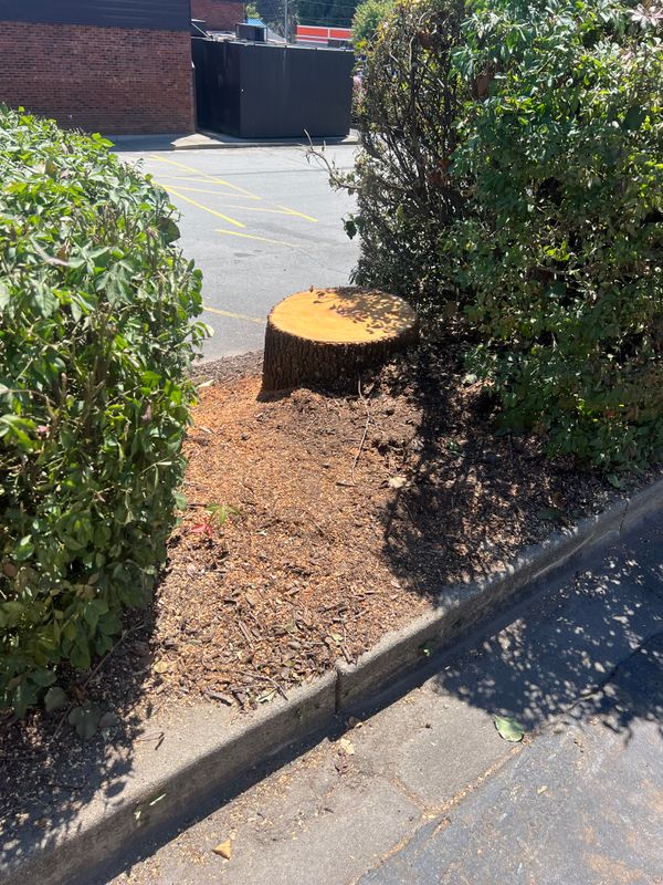 Stump Removal