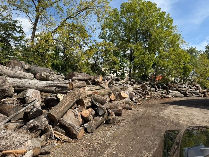 Tree Removal