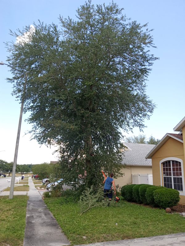 Tree Services
