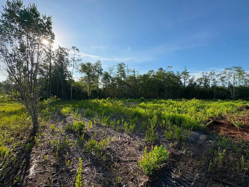 Forestry Mulching