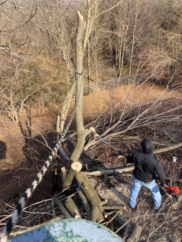 Tree Removal
