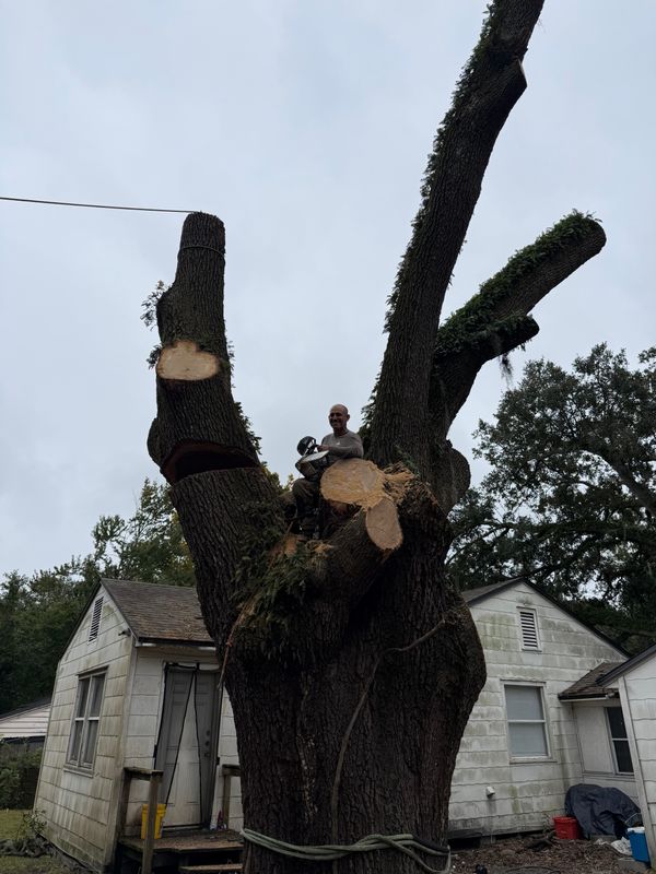 Tree Removal