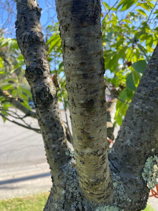 Tree Health and Maintenance
