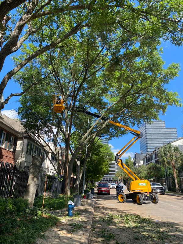 Tree Trimming