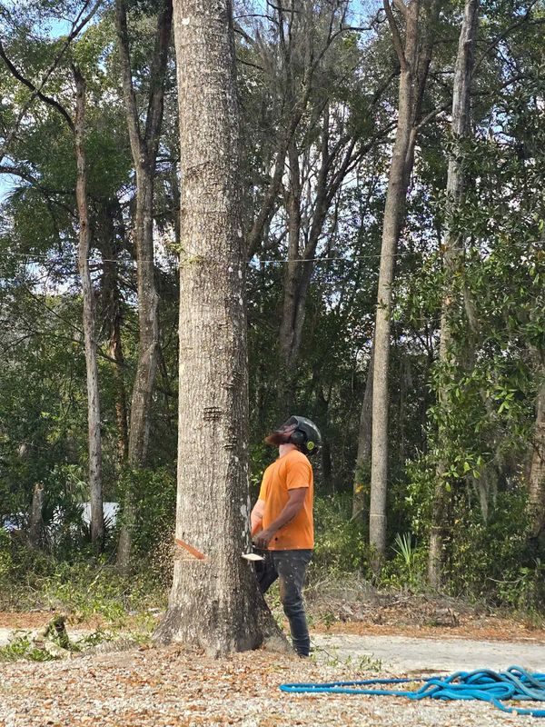 Tree Pruning and Trimming