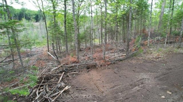 Forestry Mulching