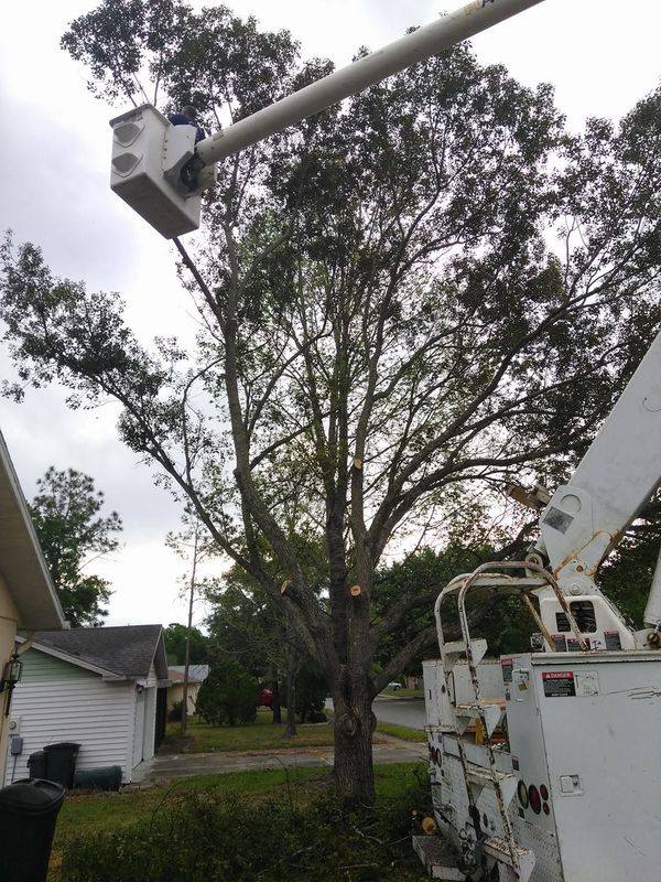 Tree Trimming