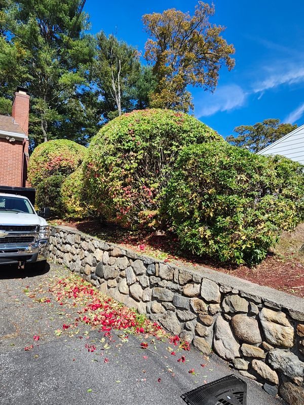 Fall Cleanups