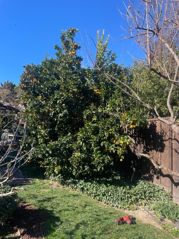 Tree Health and Maintenance