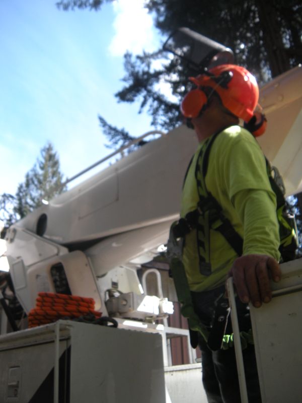 Tree trimming 