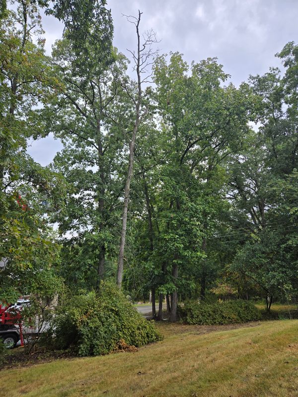 Tree Trimming