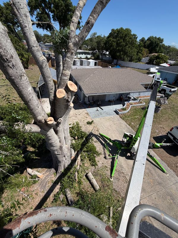 Tree Removal gallery