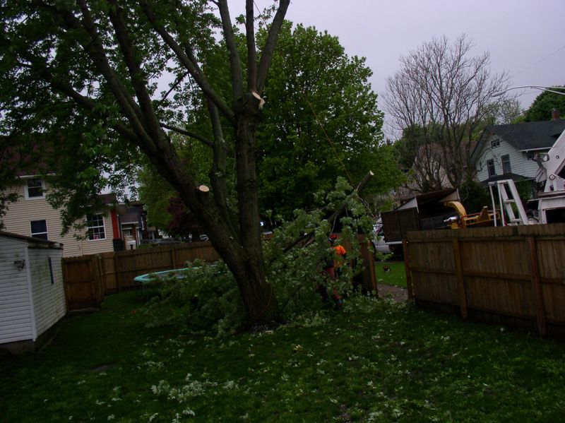 Tree Trimming gallery