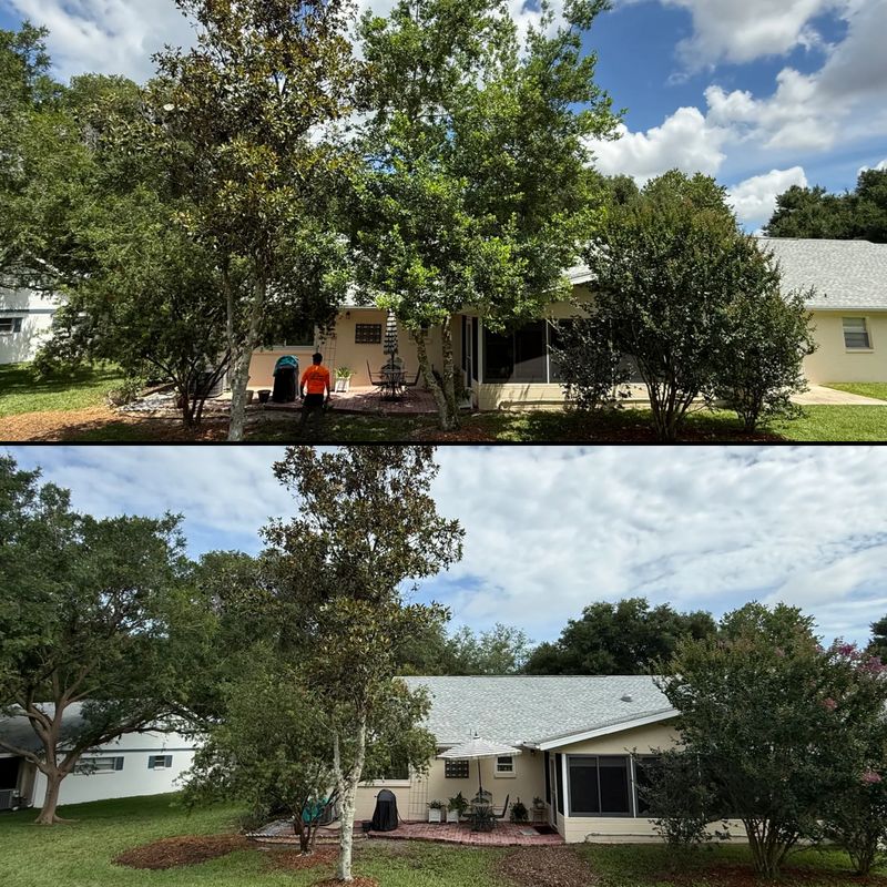 Tree Removal