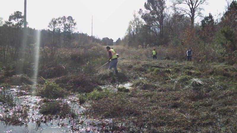 Forestry Mowing