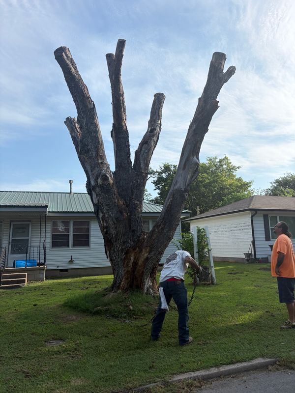 Tree Trimming