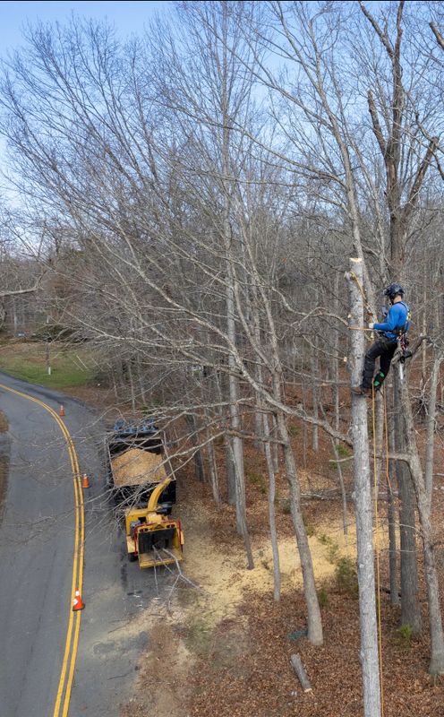 Tree Removal gallery
